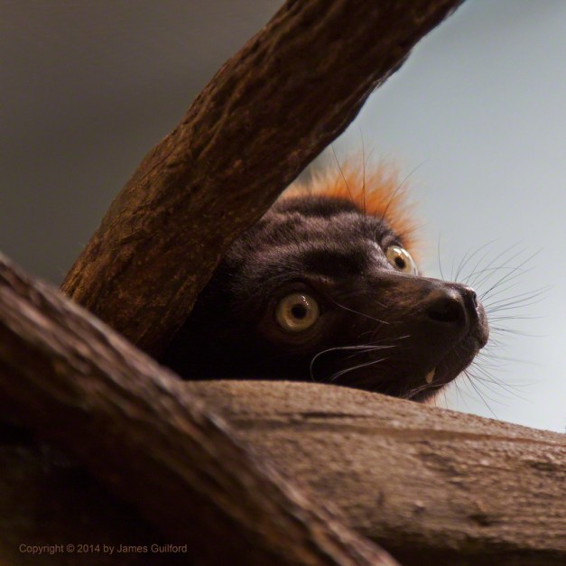 Red Ruffled Lemur at Akron Zoo. Photo by James Guilford.