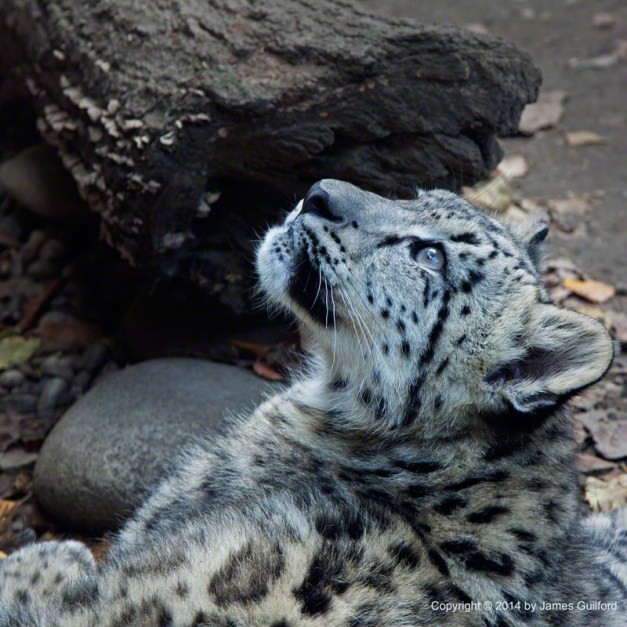 Photo: Snow Leopard Cub, Akron Zoo. Photo by James Guilford