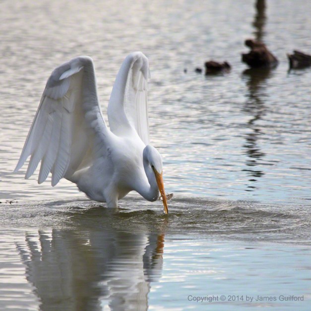 Photo: Great Egret Catches Small Fish. Photo by James Guilford.