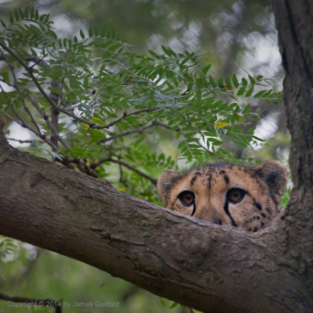 Photo: Cheetah watching people from tree. Photo by James Guilford.