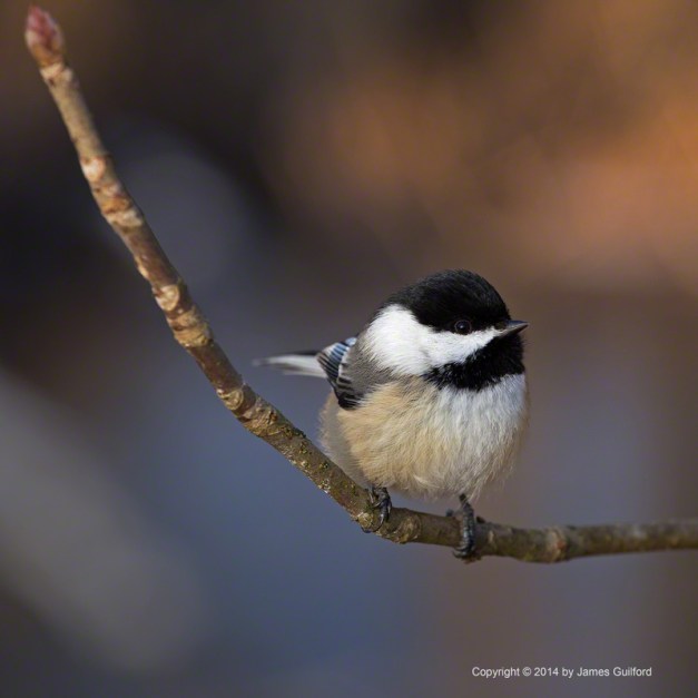 Photo: A Chickadee poses, expecting a handout. Photo by James Guilford.