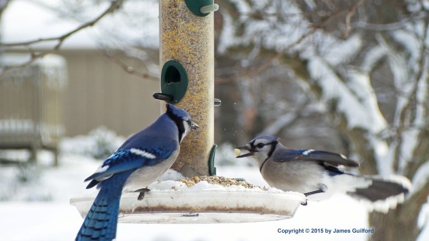 Photo: Blue Jays Feeding. Photo by James Guilford.