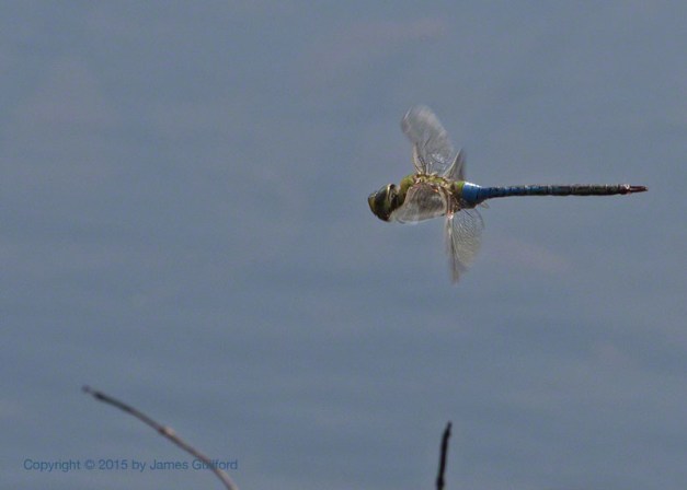 Photo: Dregonfly in flight. Photo by James Guilford.