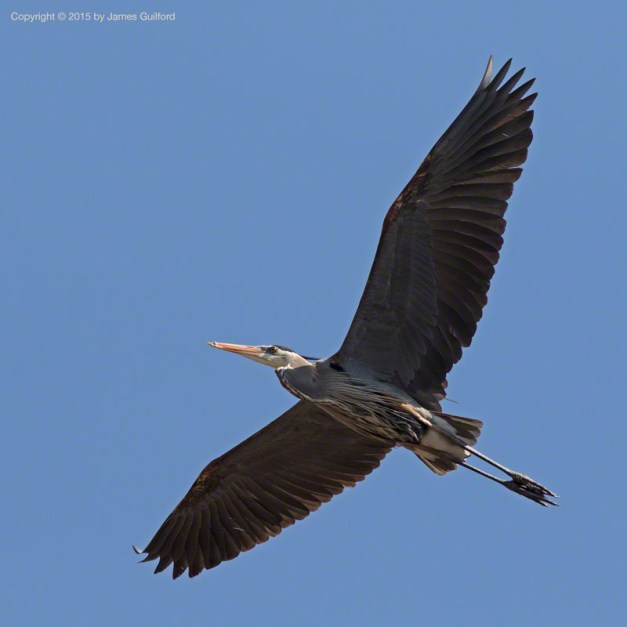 Photo: Great Blue Heron in flight. Photo by James Guilford.