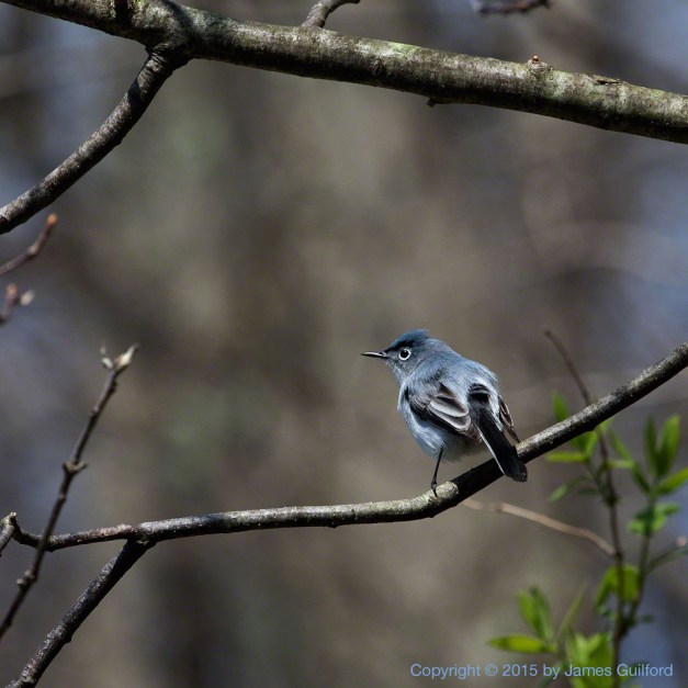 Photo: Blue-Gray Gnatcatcher. Photo by James Guilford.