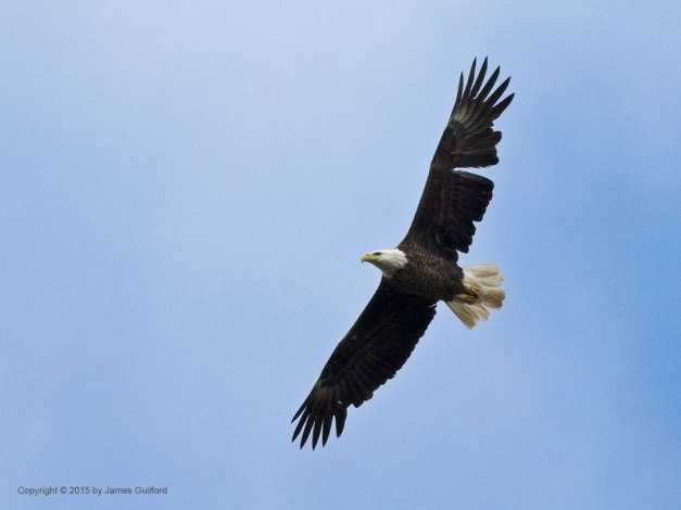 Photo: Bald Eagle in Flight. Photo by James Guilford.