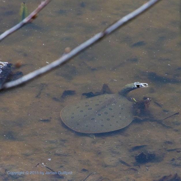 Photo: Spiny Softshell Turtle. Photo by James Guilford.