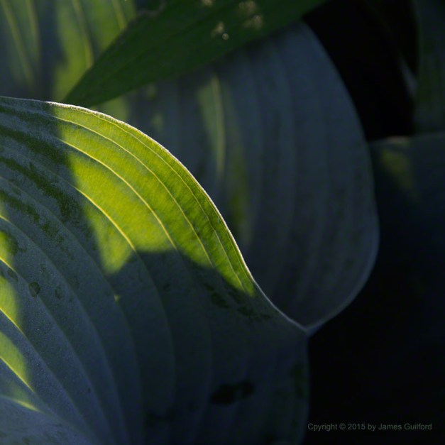 Photo: Plant leaves in sun and shadow. Photo by James Guilford.