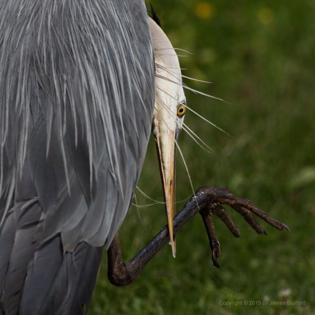 Photo: Great Blue Heron takes a leg in its beak. Photo by James Guilford.