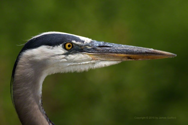 Photo: Close-up of a Great Blue Heron. Photo by James Guilford.