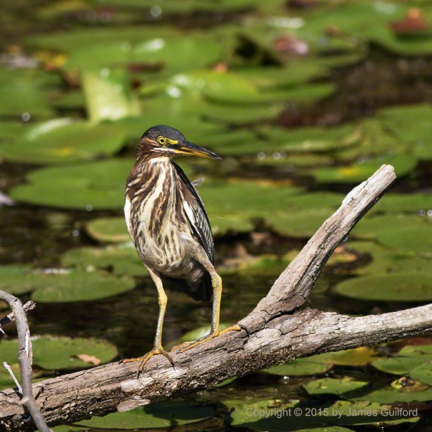 Photo: Green Heron Showing Off Beautiful Markings on its Breast. Photo by James Guilford.