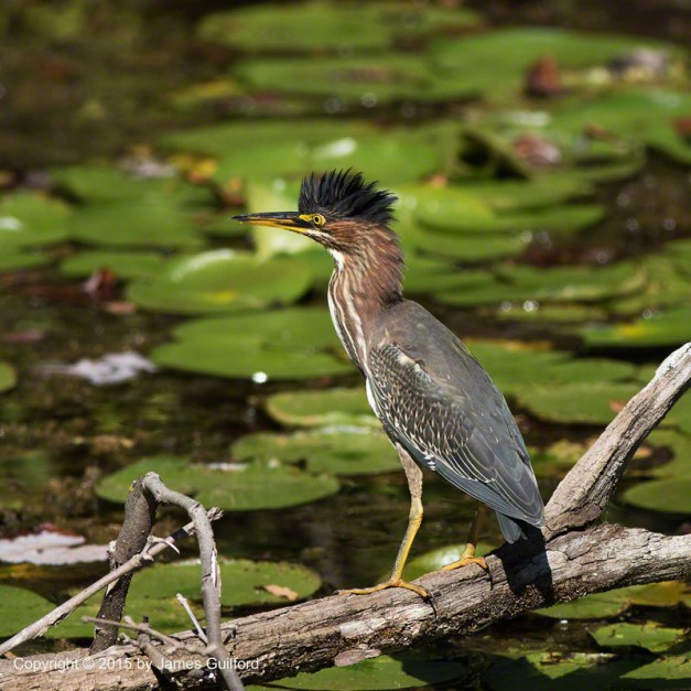 Photo: Green Heron (Butorides virescens) Excitedly Showing its Crest. Photo by James Guilford.