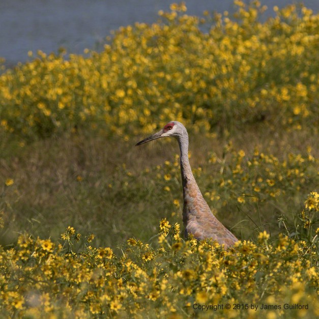 Photo: Sand Hill Crane (Grus canadensis) Watches from Amongst Yellow Blooms. Photo by James Guilford.