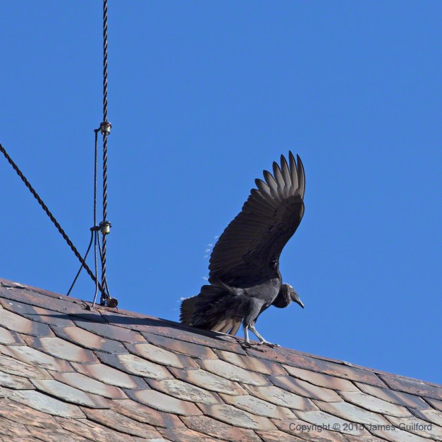 Photo: Black Vulture Balancing on Barn Roof. Photo by James Guilford.
