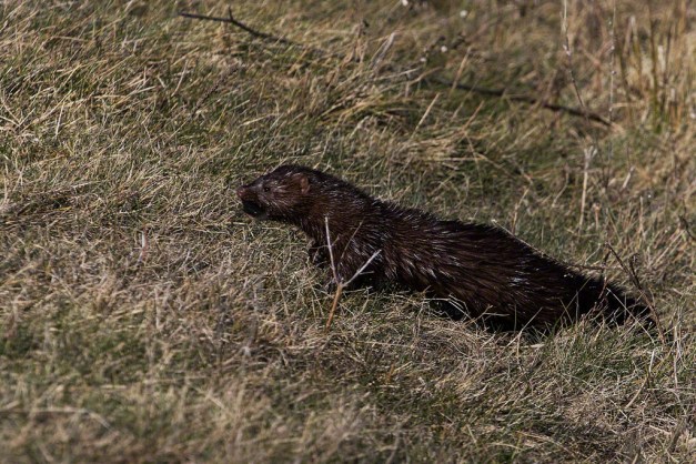 Photo: Mink carrying a fish. Photo by James Guilford.