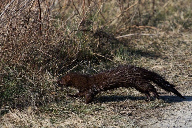 Photo: Mink heads into grass with fish. Photo by James Guilford.