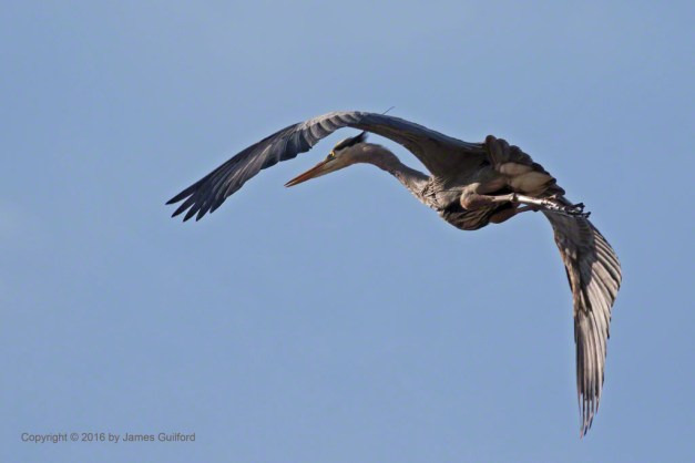Photo:L Great Blue Heron turns in the Air. Photo by James Guilford.