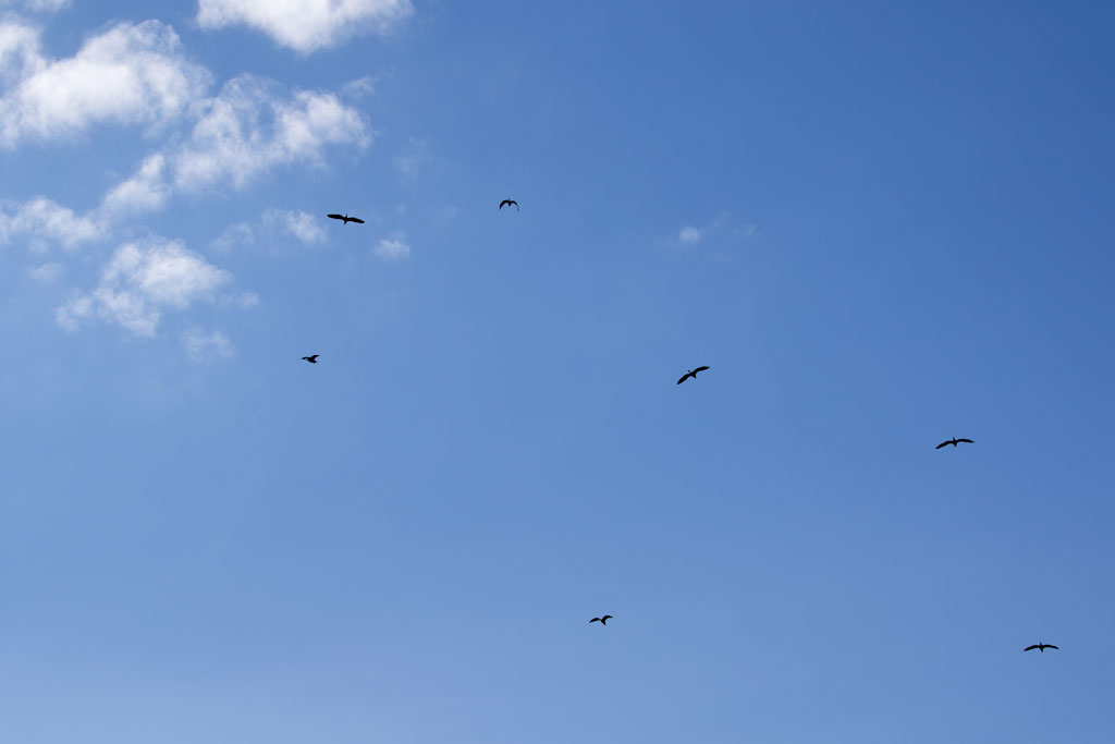 Photo: Great Blue Herons circling above their Nests. Photo by James Guilford.