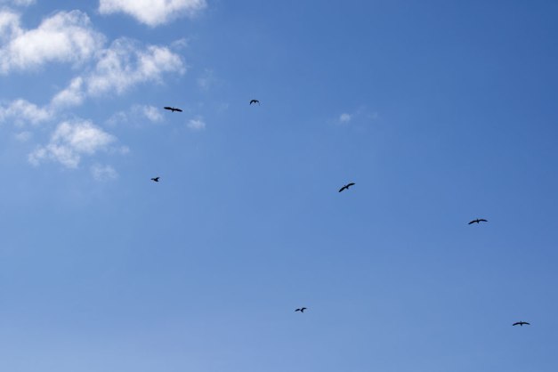 Photo: Great Blue Herons circling above their Nests. Photo by James Guilford.