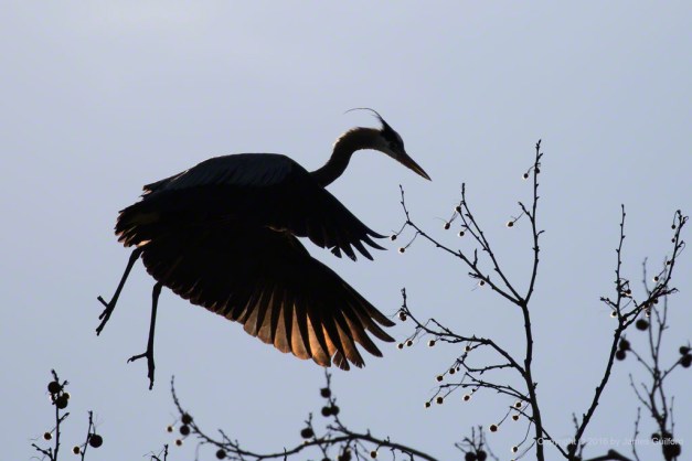 Photo: Sun lights the wing feathers of a Great Blue Heron seen in silhouette. Photo by James Guilford.