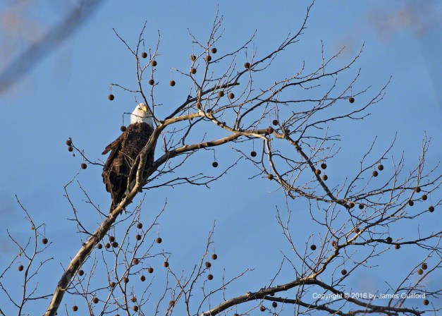 Photo: Young adult Bald Eagle watches for prey. Photo by James Guilford.