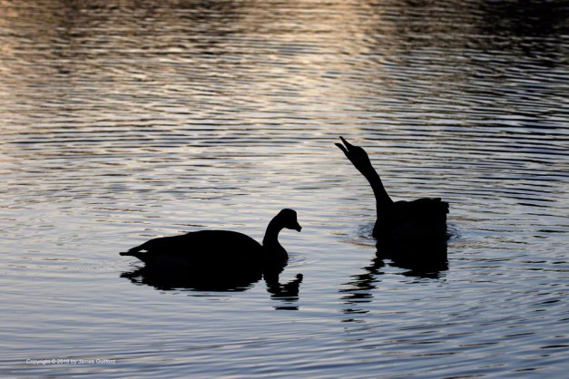 Photo: Canada Goose calls to others flying overhead as sunset lights the water. Photo by James Guilford.