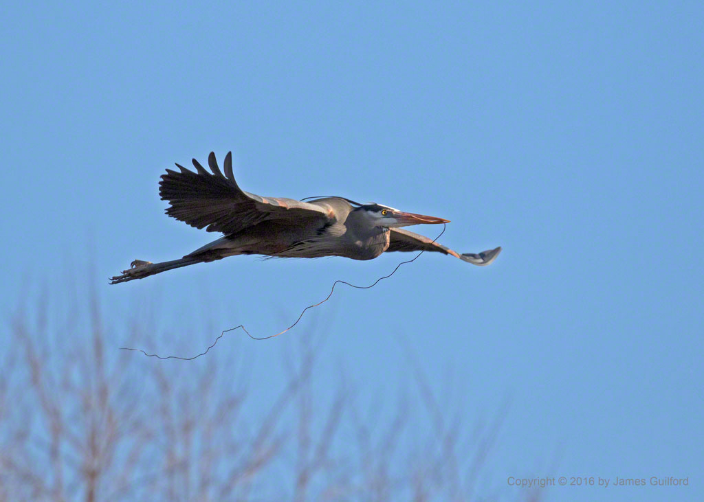 Photo: Great Blue Heron carries a section of vine for its nest. March 29, 2016. Photo by James Guilford.