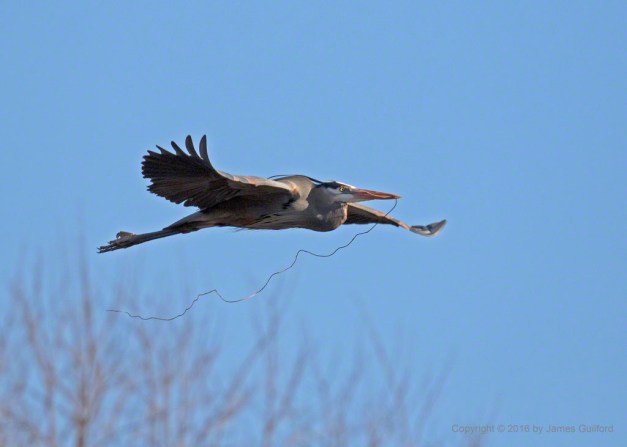 Photo: Great Blue Heron carries a section of vine for its nest. March 29, 2016. Photo by James Guilford.