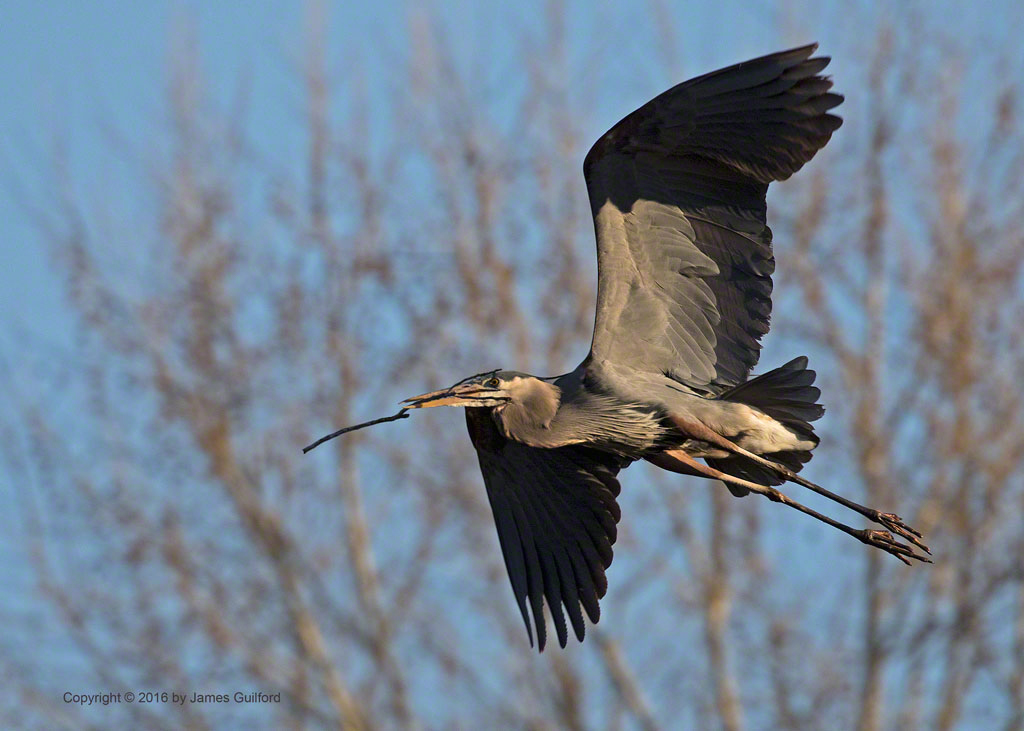 Photo: Great Blue Heron carries a twig for nest building. Photo by James Guilford.