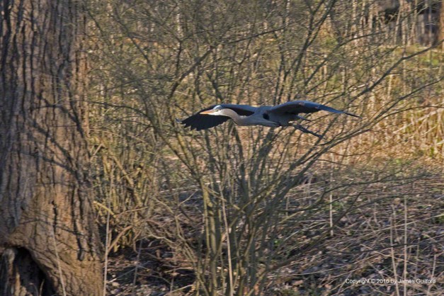 Photo: Great Blue Heron glides to the ground to pick up nesting materials. Photo by James Guilford.