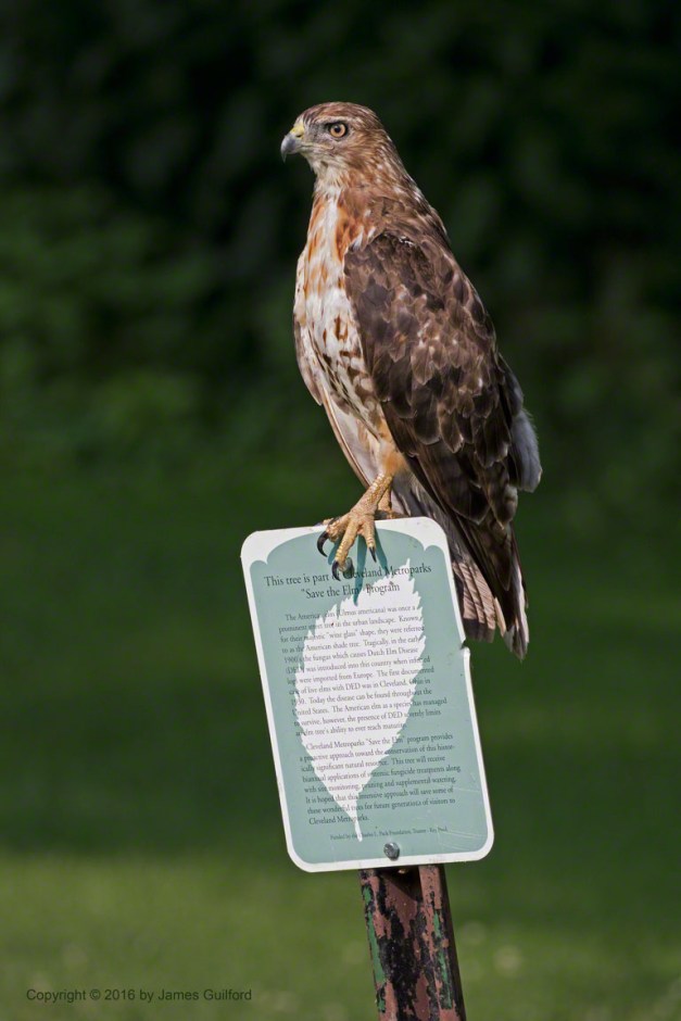 Photo: Hawk Perched upon Signpost. Photo by James Guilford.