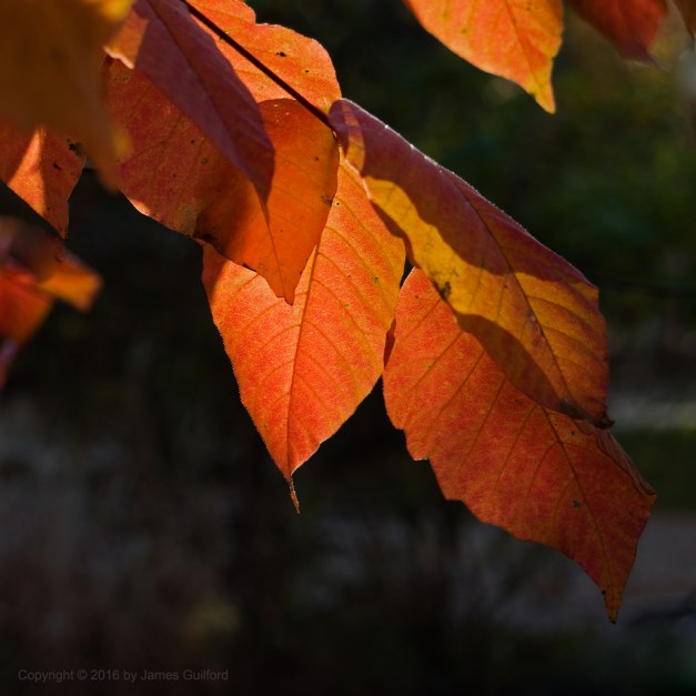 Photo: Afternoon sun backlights autumn leaves. Photo by James Guilford.