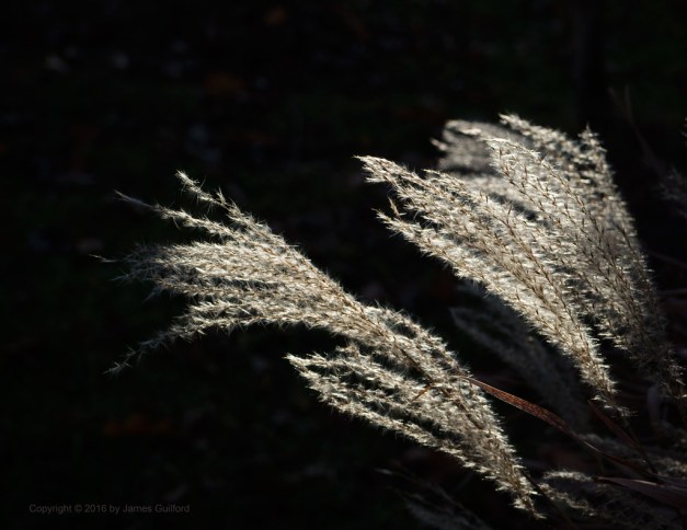 Photo: Spotted afternoon sun illuminates feathery seed heads of ornamental grass. Photo by James Guilford.