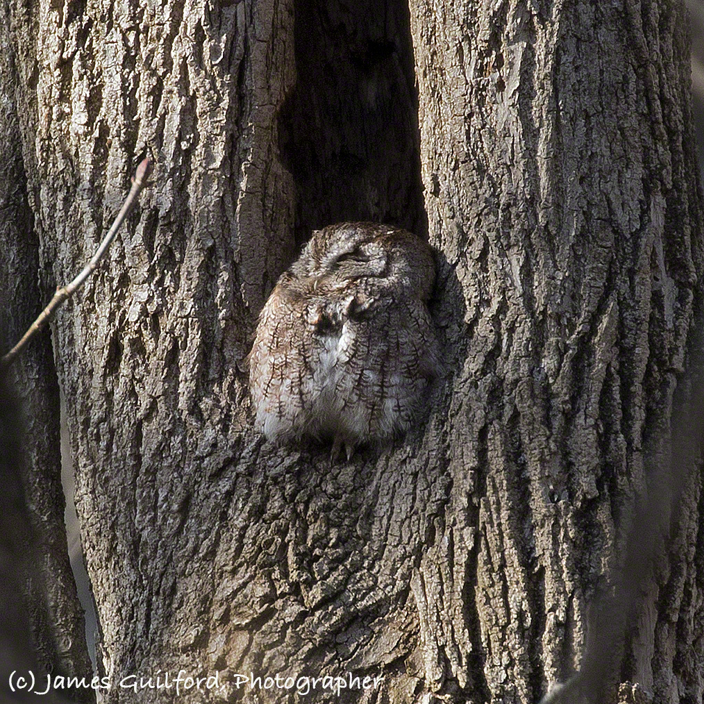 Photo: Screech Owl perched at the base of the opening to the hollow of a tree. Photo by James Guilford.