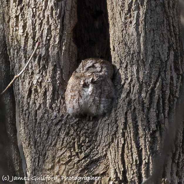 Photo: Screech Owl perched at the base of the opening to the hollow of a tree. Photo by James Guilford.