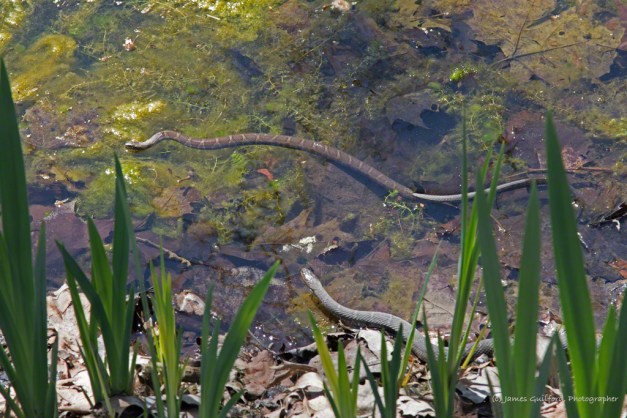 Photo: Pair of Northern Water Snakes - (Nerodia sipedon). Photo by James Guilford.
