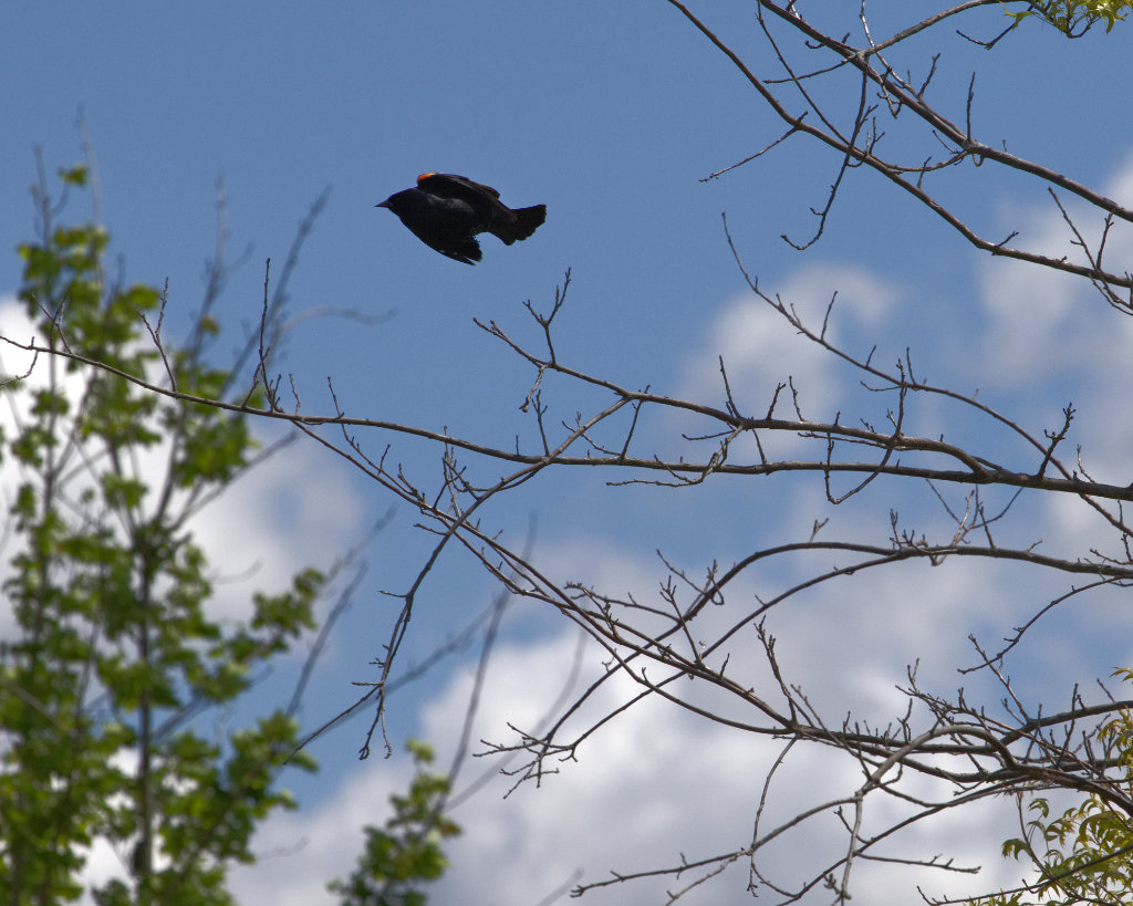 Photo: Too close! A male Red-Winged Blackbird rockets from one tree to another. Photo by James Guilford.