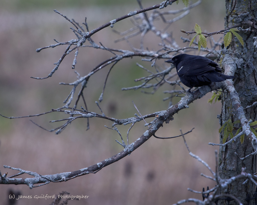 Watching from a small tree, a male Red-Winged Blackbird sits in shade. Photo by James Guilford.