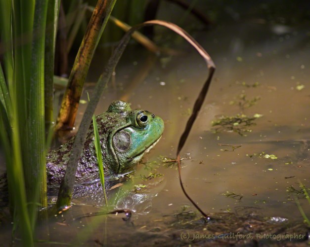 Photo: An American Bullfrog (Lithobates catesbeianus), waits. Photo by James Guilford.