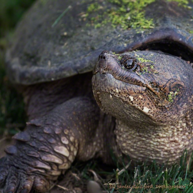 Photo: Snapping Turtle Close-Up