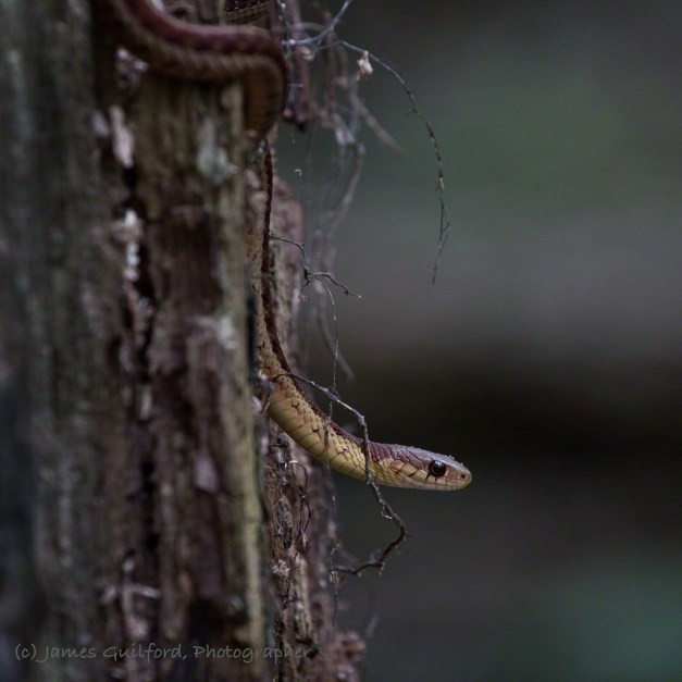 Photo: Hanging out (literally) on a tree is this Butler's Garter Snake (Thamnophis butleri). Photo by James Guilford.