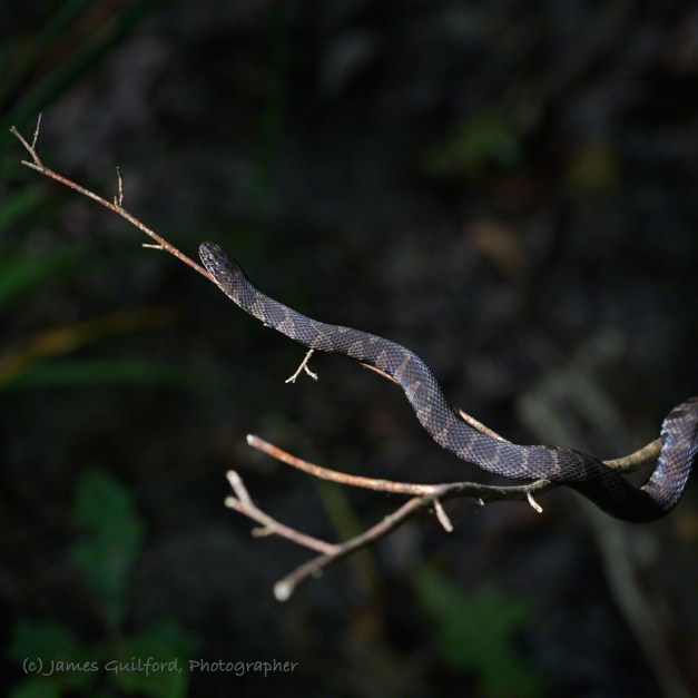 Photo: Into the Light. A Northern Water Snake seeks sunlight from its woodland perch. Photo by James Guilford.