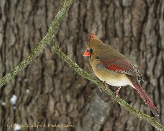 Photo: Female Northern Cardinal (Cardinalis cardinalis). Photo by James Guilford