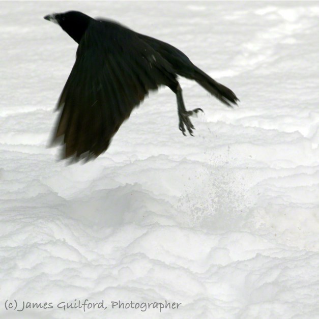 Photo: A crow takes flight from a field of snow. Photo by James Guilford.
