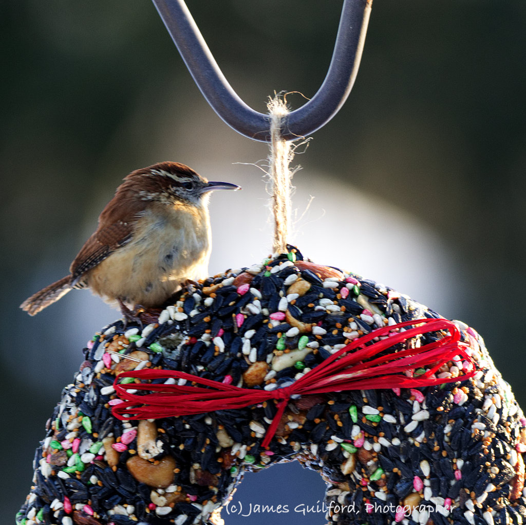 Photo: Wren-Wreath. A Carolina Wren perches on a holiday wreath made of bird seed. Photo by James Guilford.