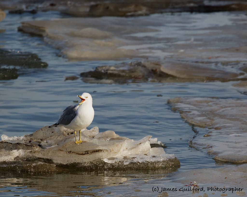Photo: A Ring-Billed Gull yawns as it stands on an ice floe just offshore of Lorain, Ohio. Photo by James Guilford.