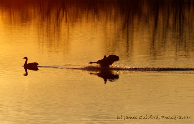 Photo: Move! A Canada Goose lands behind another on waters lit by sunset, urging it to move along. Photo by James Guilford.