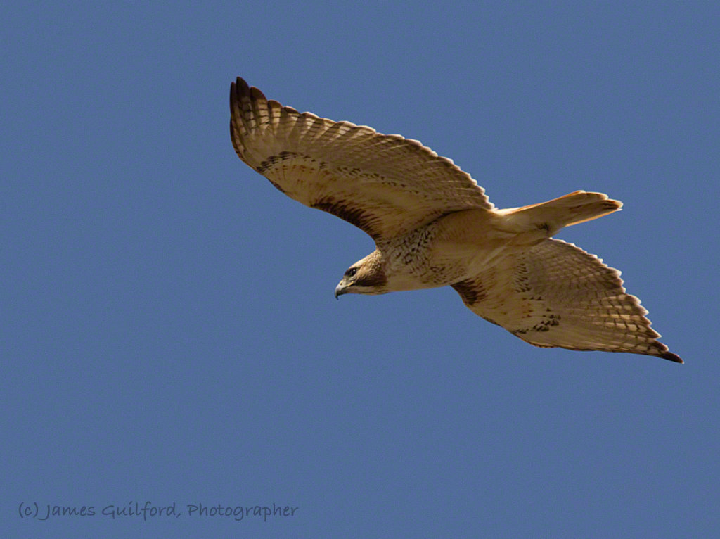 Photo: Red Tail Hawk (Buteo jamaicensis) patrols the skies over a wetland area in Medina County, Ohio. Photo by James Guilford.