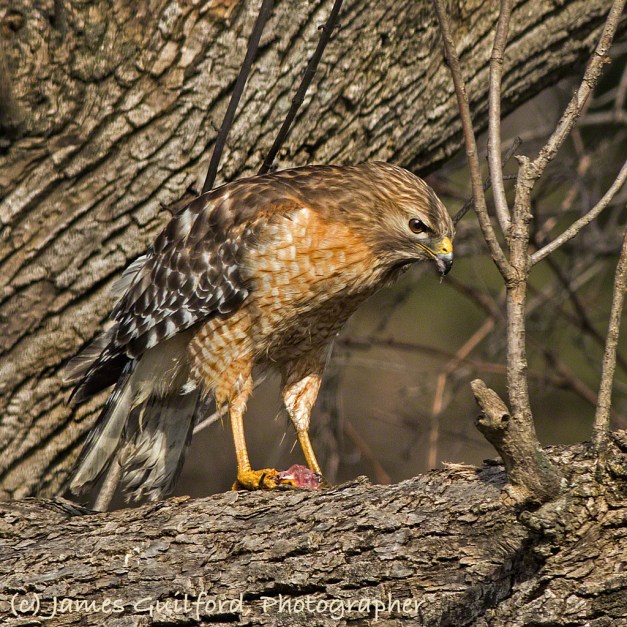 Photo: Red-Shouldered Hawk (Buteo lineatus) with frog dinner. Photo by James Guilford.