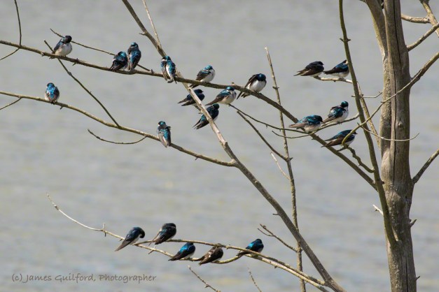 Photo: A Tree Full of Tree Swallows. Migrating Tree Swallows (Tachycineta bicolor) take a rest along the open waters of the Buckeye Woods Wetland Restoration Area, Medina County, Ohio. Photo by James Guilford.